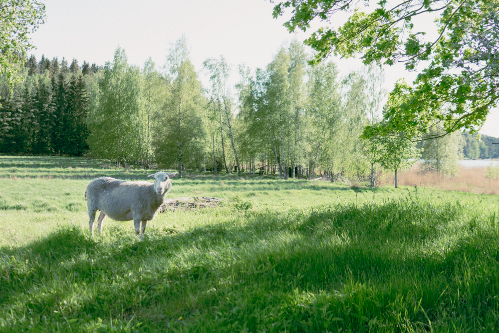 Lammas vihreällä pellolla