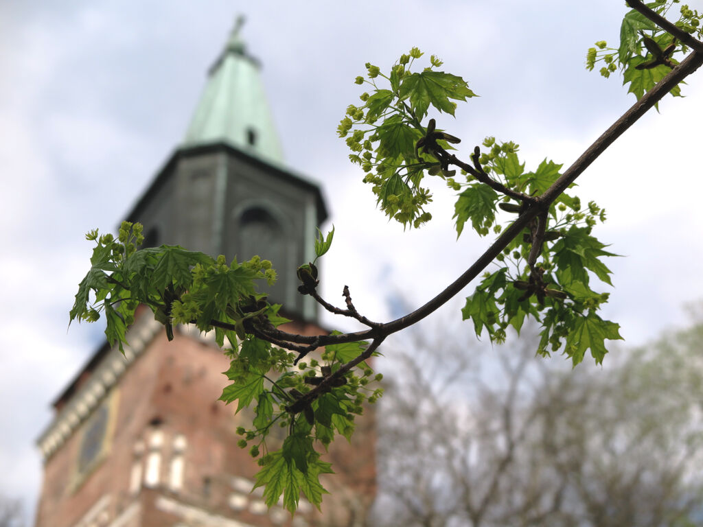 tuomiokirkon torni oksien takaa