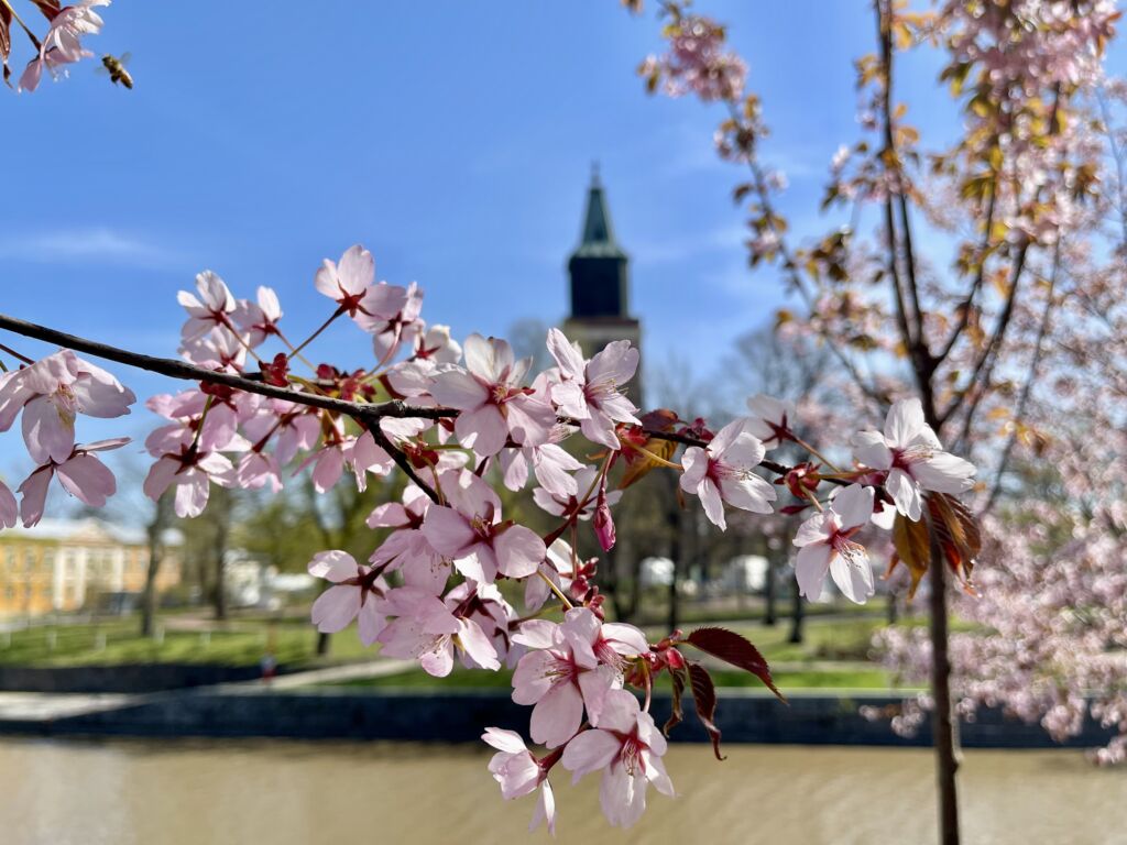 Kirsikankukkia ja tuomiokirkko